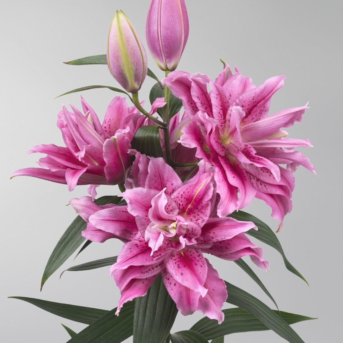 Lily Thalissa - Oriental Roselily Double 14/16 | Leo Berbee Bulb